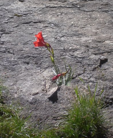 Gladiolus flanaganii inflorescence